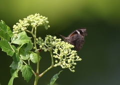 Libytheana carinenta