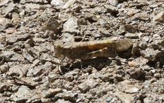 Circotettix splendidus