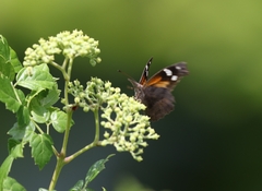 Libytheana carinenta