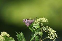 Libytheana carinenta