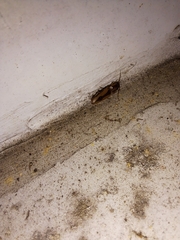 Conoderus vespertinus