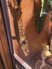 Rhacodactylus leachianus