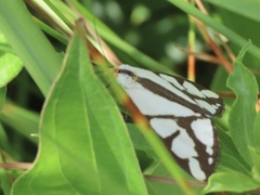 Haploa reversa