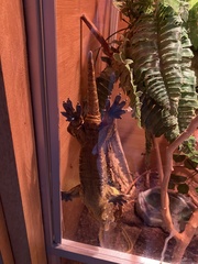Rhacodactylus leachianus