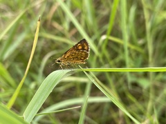 Ampittia dioscorides