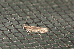 Glauce pectenalaeella