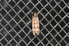 Glauce pectenalaeella