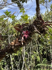 Epidendrum dasyanthum