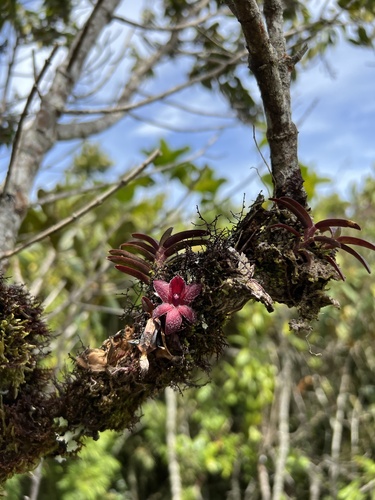 Epidendrum dasyanthum Hágsater 4