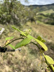 Passiflora gracillima