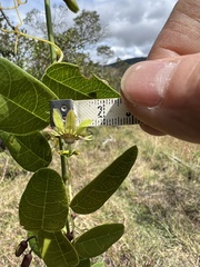 Passiflora gracillima
