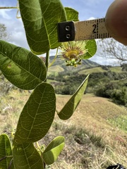Passiflora gracillima