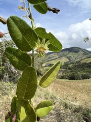 Passiflora gracillima