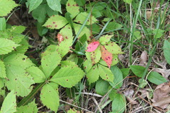 Phyllosticta parthenocissi