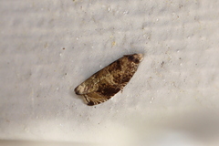 Olethreutes appendiceum