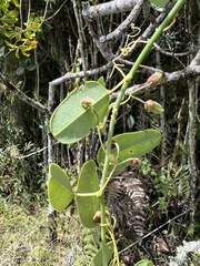 Passiflora gracillima