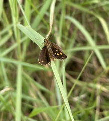 Ampittia dioscorides