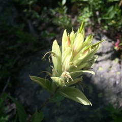 Castilleja occidentalis