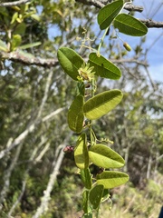 Passiflora gracillima