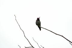Calypte anna