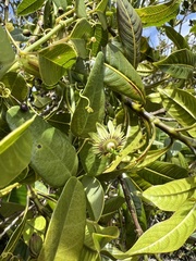 Passiflora gracillima