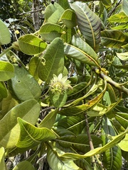 Passiflora gracillima
