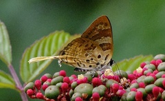 Bindahara phocides
