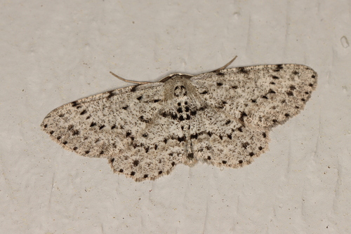 Dotted Gray photo 5