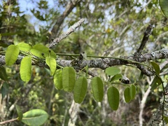 Passiflora gracillima