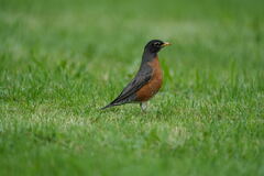 Turdus migratorius