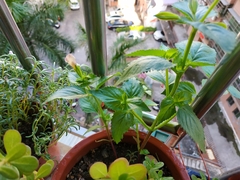 Torenia fordii