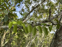 Passiflora gracillima