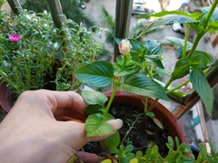 Torenia fordii