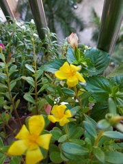 Torenia fordii