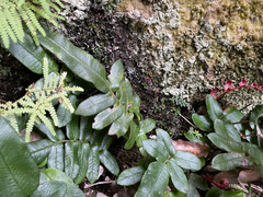 Blechnum ambiguum