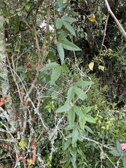 Passiflora tarminiana