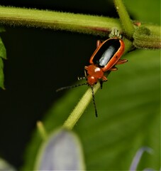 Disonycha discoidea