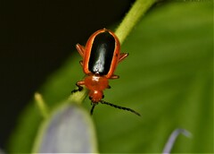 Disonycha discoidea