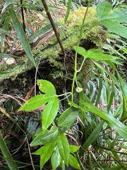 Passiflora tarminiana