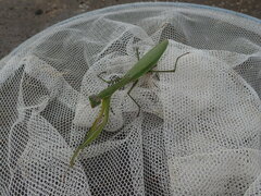 Tenodera sinensis