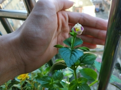 Torenia fordii