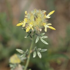 Dalea aurea