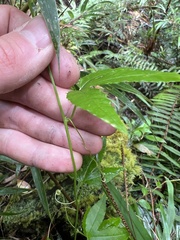 Passiflora tarminiana