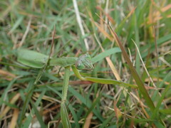Tenodera sinensis