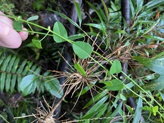 Passiflora gracillima