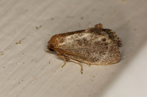 Elegant Tailed Slug Moth photo 5