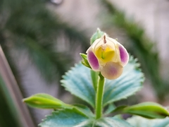 Torenia fordii