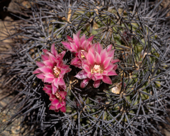 Eriosyce paucicostata paucicostata