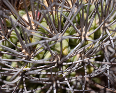 Eriosyce paucicostata paucicostata