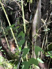 Passiflora alnifolia